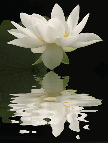 Lotus reflecting itself