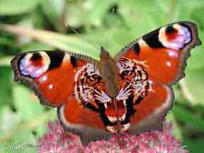 tiger butterfly